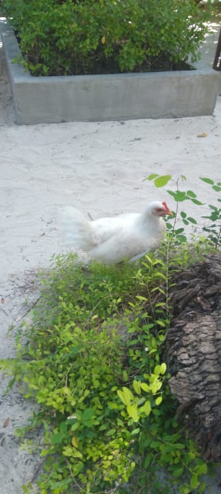 Außenansicht Embudu Village