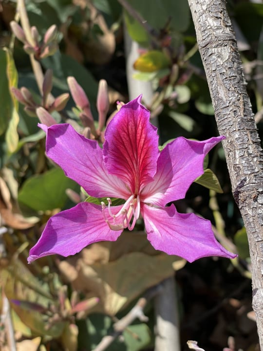 Sonstiges The Marilis Hill Resort Hotel & Spa Ultra All Inclusive