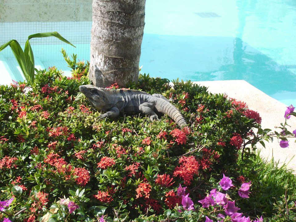 Leguane Grand Palladium Kantenah Resort & Spa