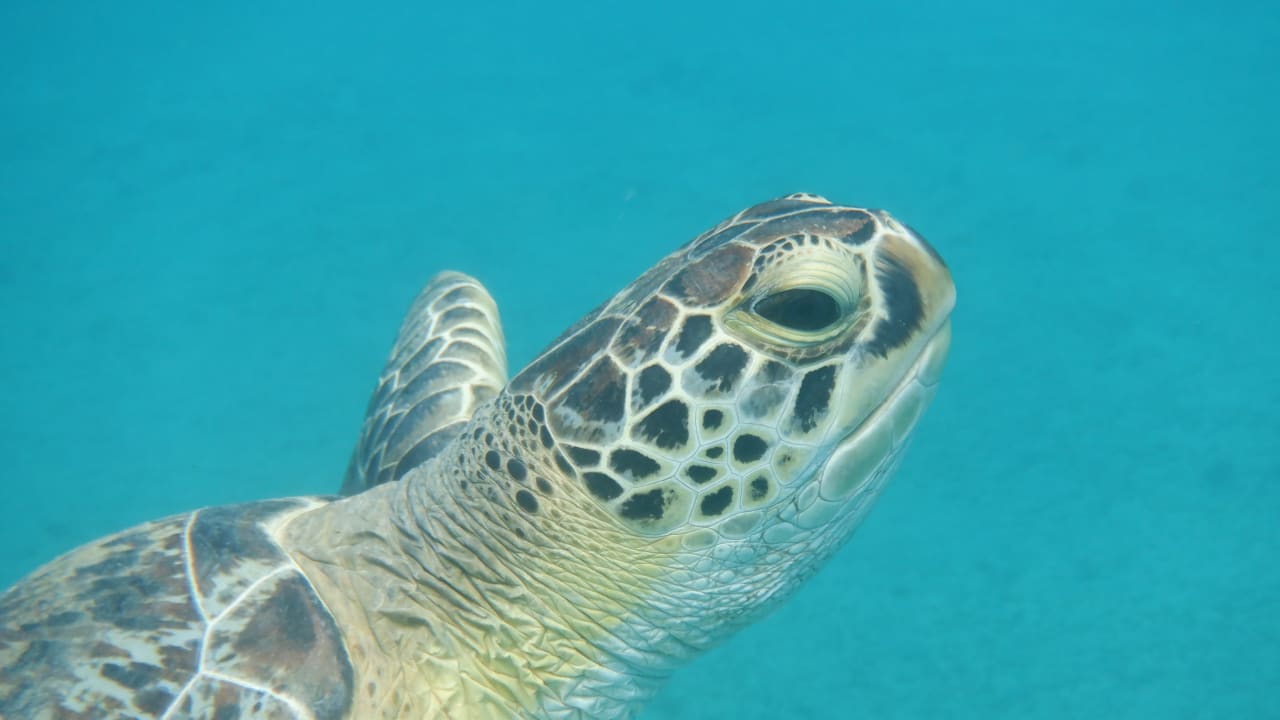 Sport & Freizeit Malikia Resort Abu Dabbab