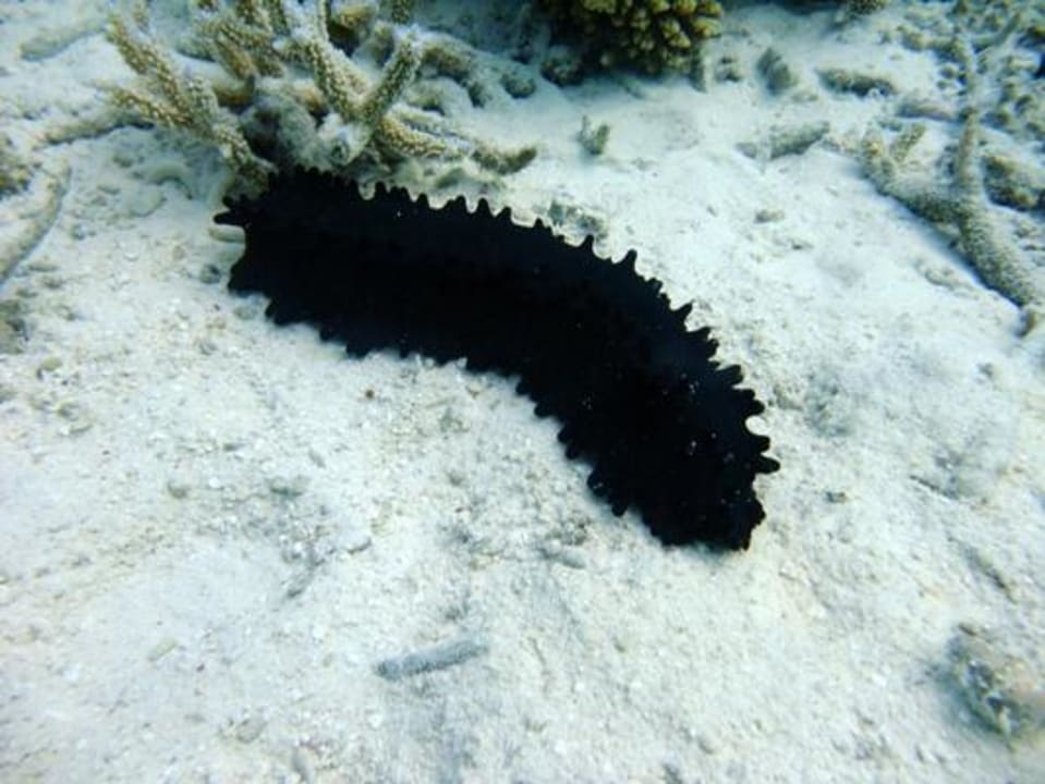 Unterwasser Eri Maldives