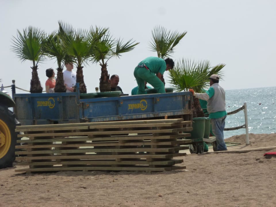 Les palmiers de décoration sont mis en place Hotel Delphin Imperial