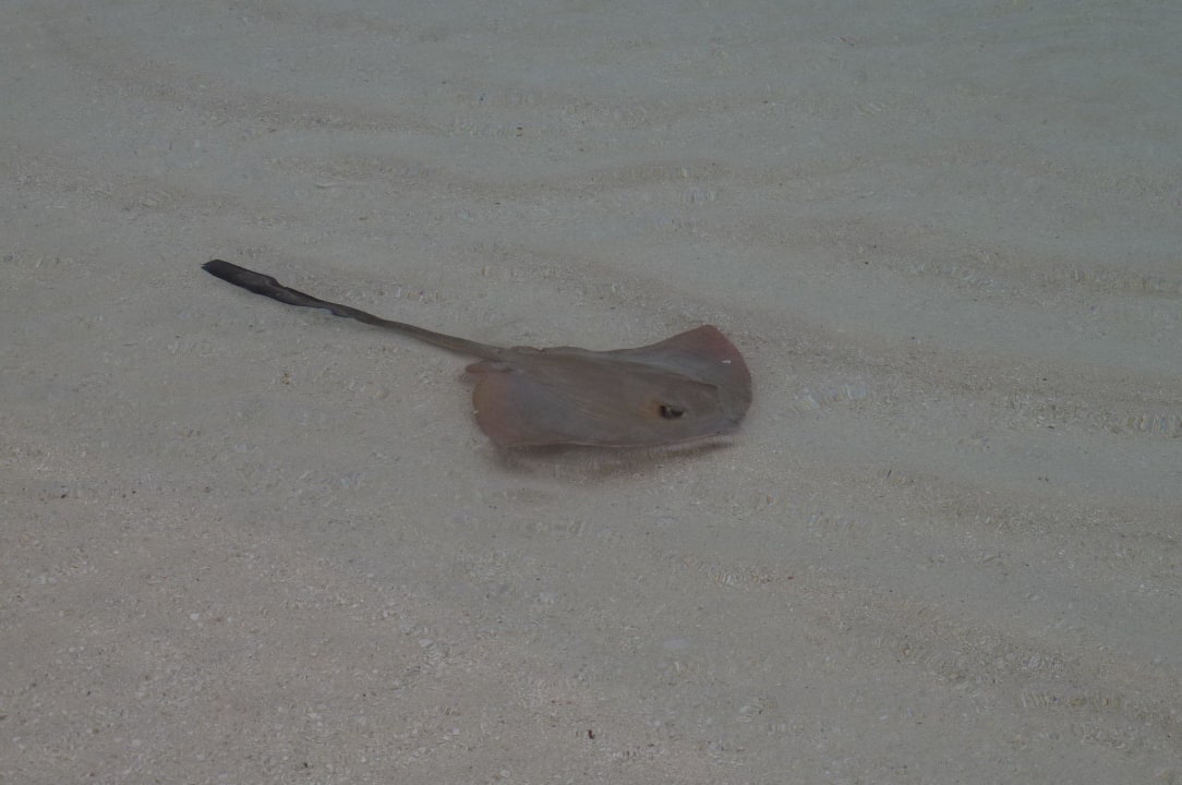 Rochen Strandabschnitt Gartenvilla 10 Kuramathi Maldives