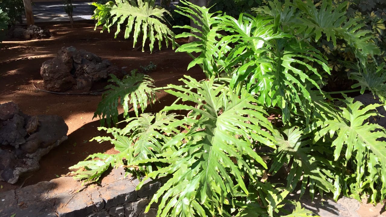 Sonstiges Bakour Fuerteventura La Pared