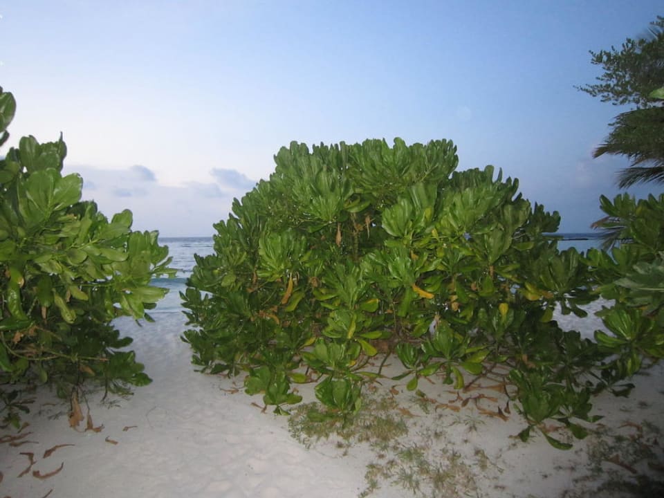 Nordseite bei Bungalow 410 Kuredu Island Resort & Spa