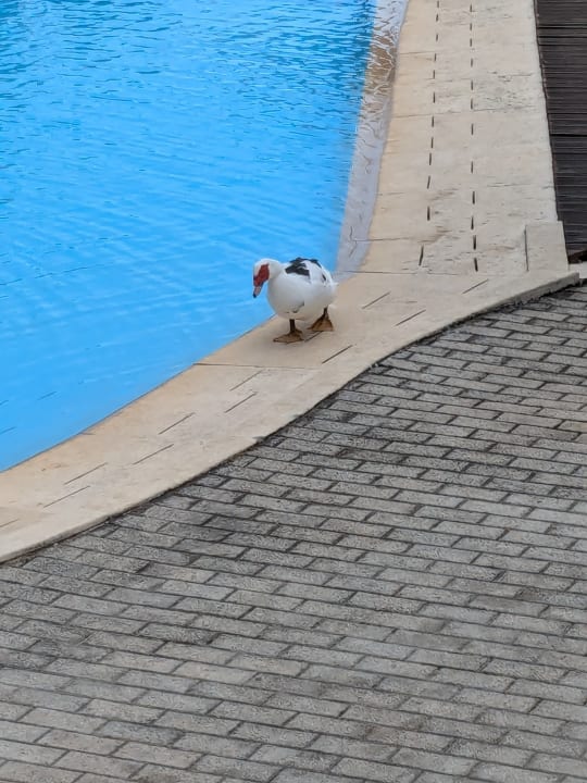 Sonstiges Alexandra Golden Boutique - Adults only