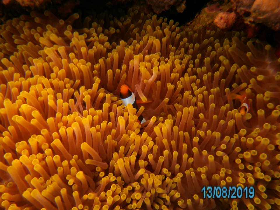 Strand Lahami Bay Beach Resort