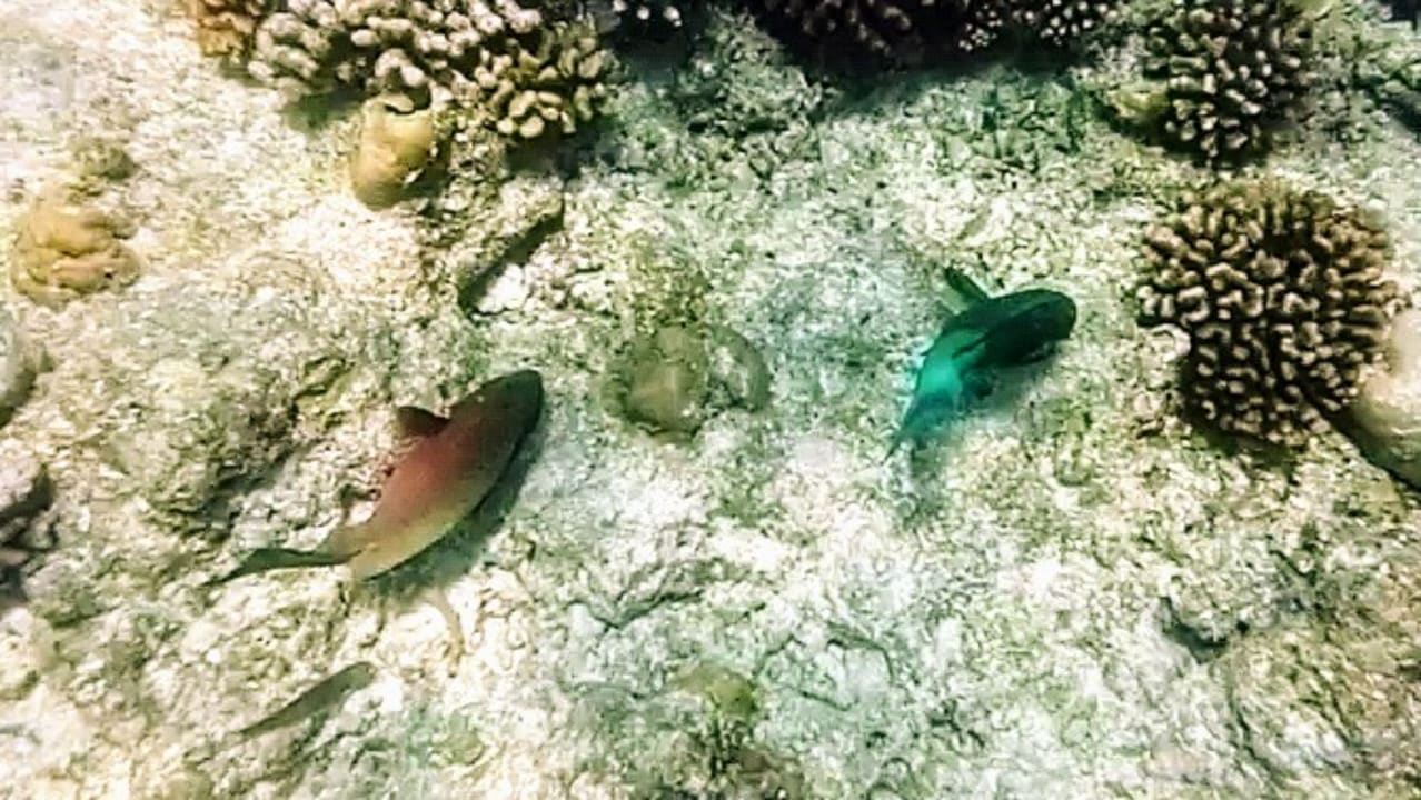 Strand Veligandu Maldives Resort Island