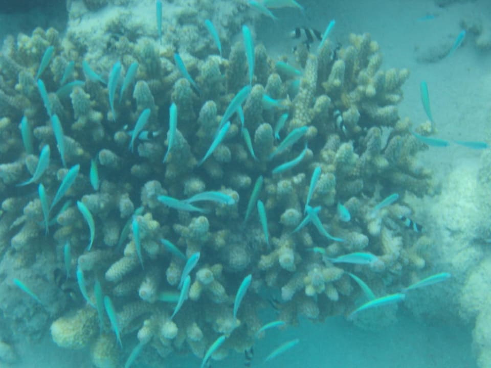 Koralle mit bunten Fische Cinnamon Dhonveli Maldives