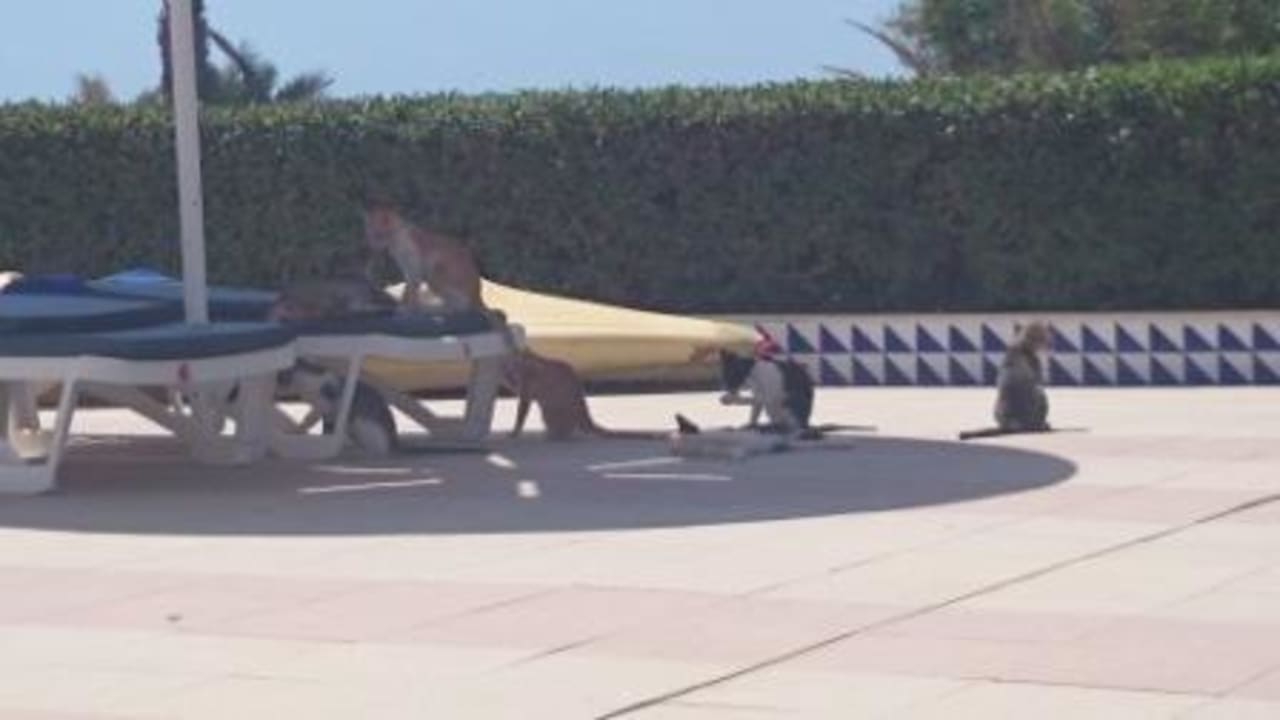 Katzen am Pool Hotel El Mouradi Djerba Menzel