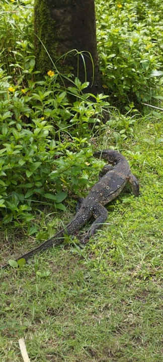 Gartenanlage Graceland Khao Lak Beach Resort