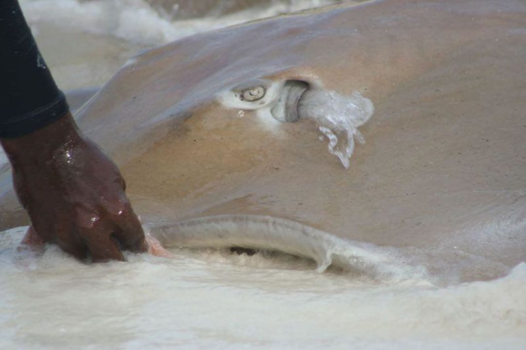 Stachelrochenfütterung auf Banyan Tree Banyan Tree Vabbinfaru