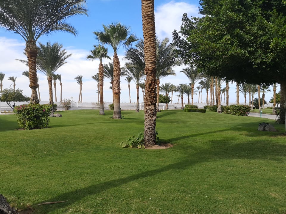 Gartenanlage Desert Rose