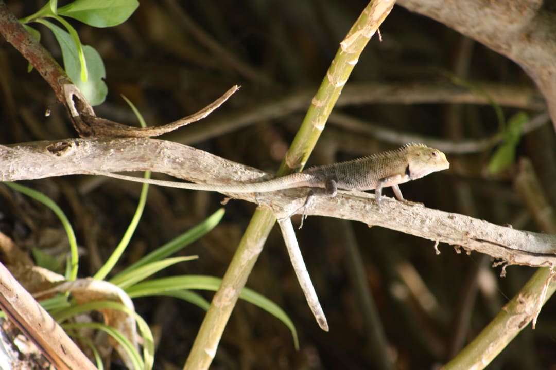 Diamantechse Kuramathi Maldives