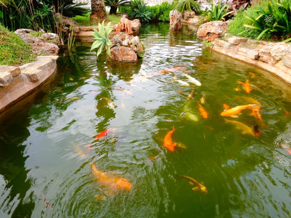 Gartenanlage Hotel Riu Monica - Adults only