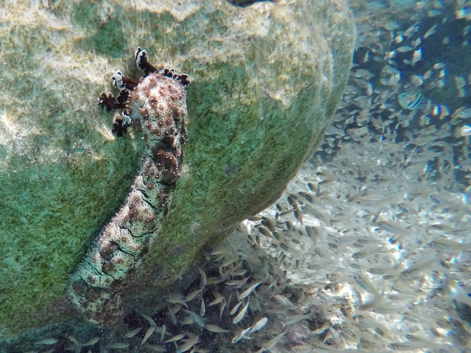 Strichelseewalze NH Collection Maldives Havodda Resort