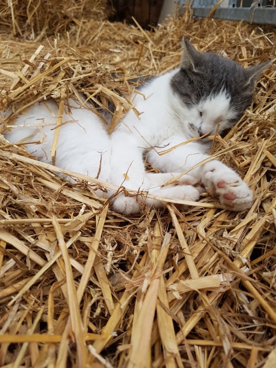 Sonstiges Ferienhof Asmussen