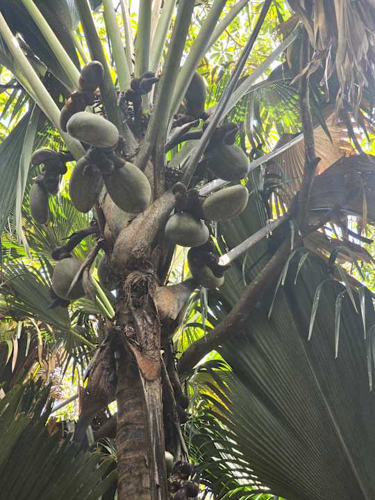 Sonstiges Berjaya Praslin Resort