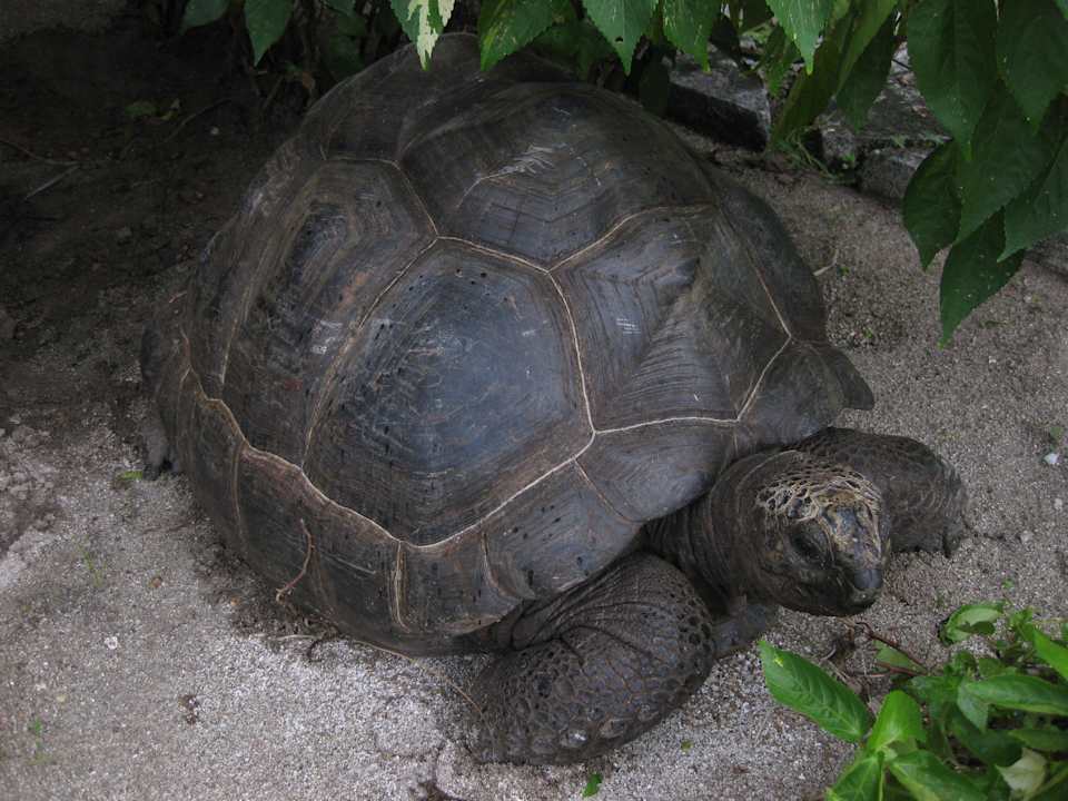 Riesenschildkröte Hotel New Emerald Cove