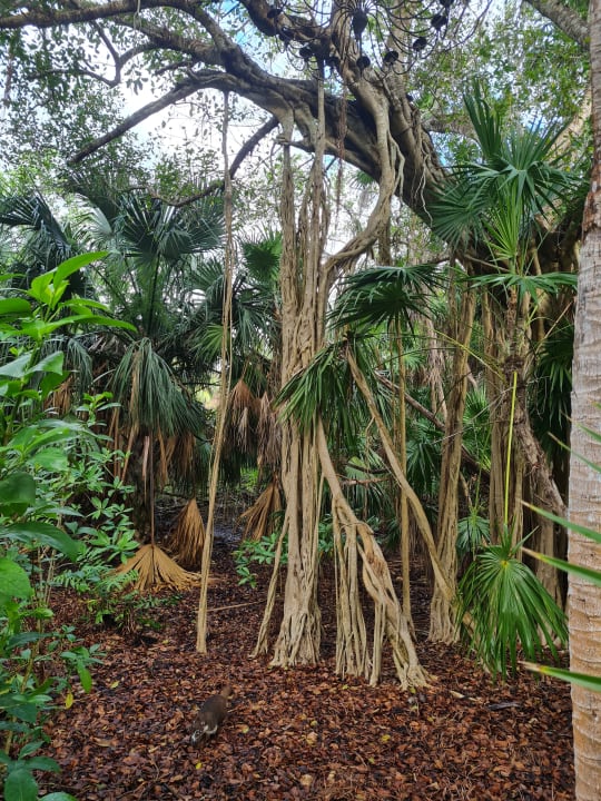 Gartenanlage Catalonia Playa Maroma