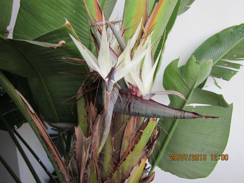 Herrliche Pflanzen Iberostar Waves Founty Beach