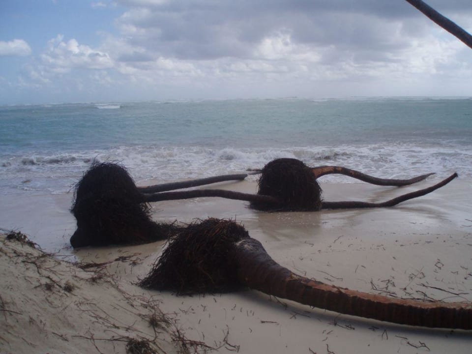 Strand nach dem Sturm 15. Hotel Grand Palladium Palace Resort, Spa & Casino