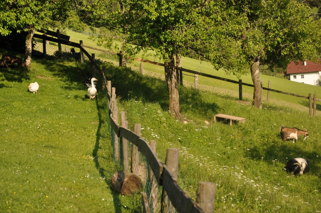 Wiese und Ziegen Bauernhof Bruderhof