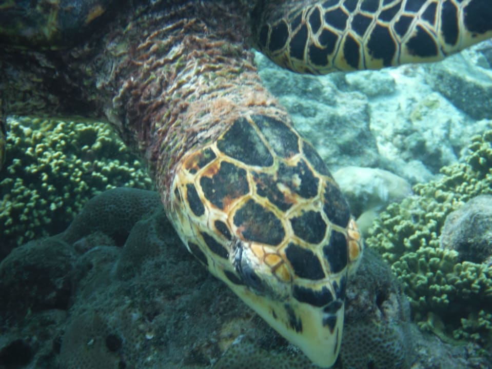 Strand Adaaran Select Meedhupparu Island Resort - Premium All Inclusive