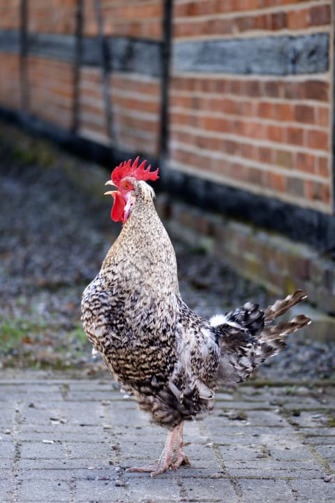 Sonstiges Sonis kleine Farm