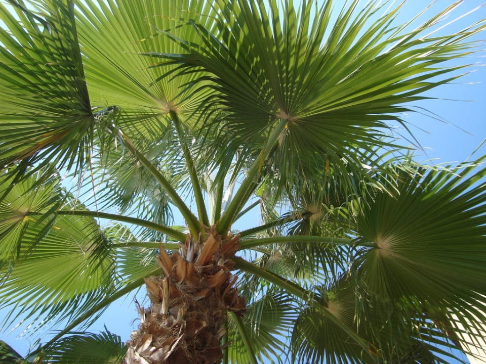 Palmen-Urlaub pur Hotel Orfeus Park