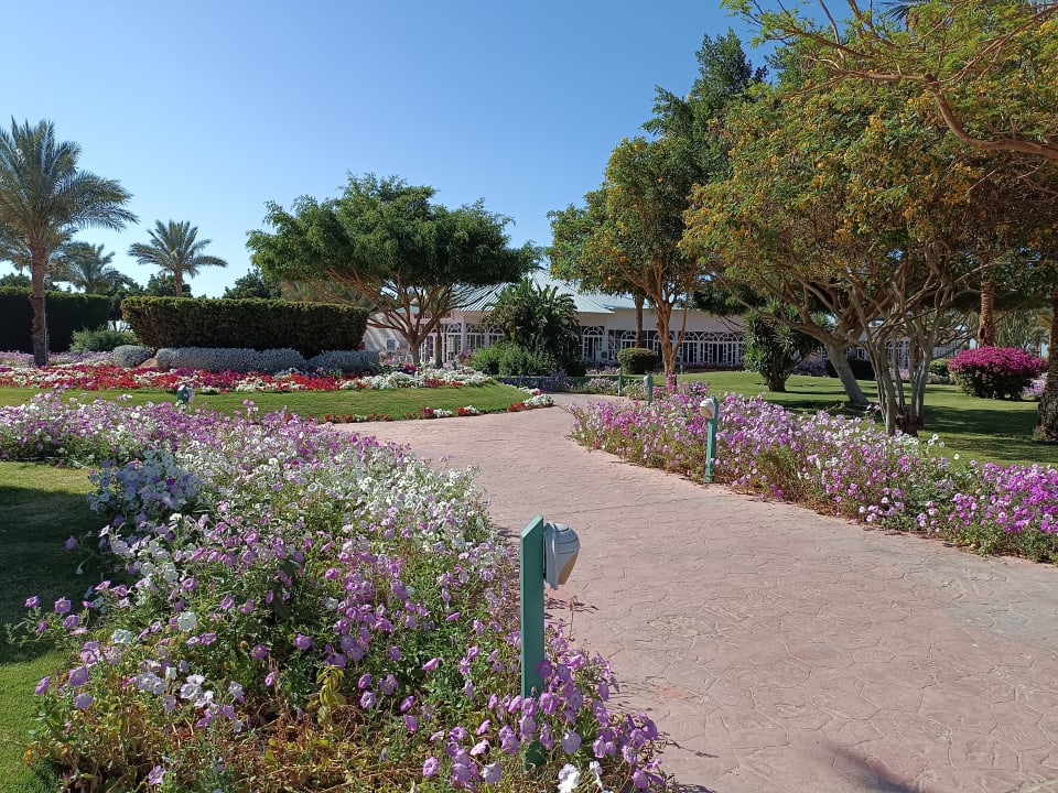 Gartenanlage Desert Rose