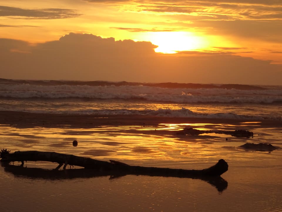 Strand Thaala Bentota