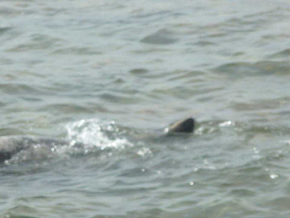 Besuch eines  Seebären Vikingen Infinity Resort & Spa