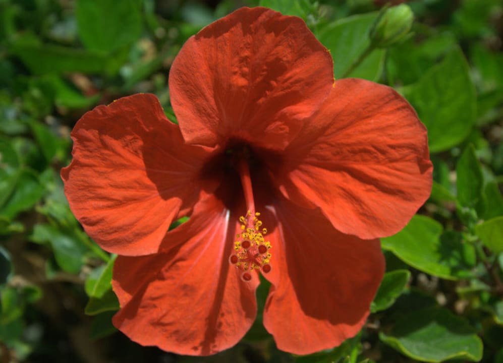 Цветы в саду Shams Alam Beach Resort