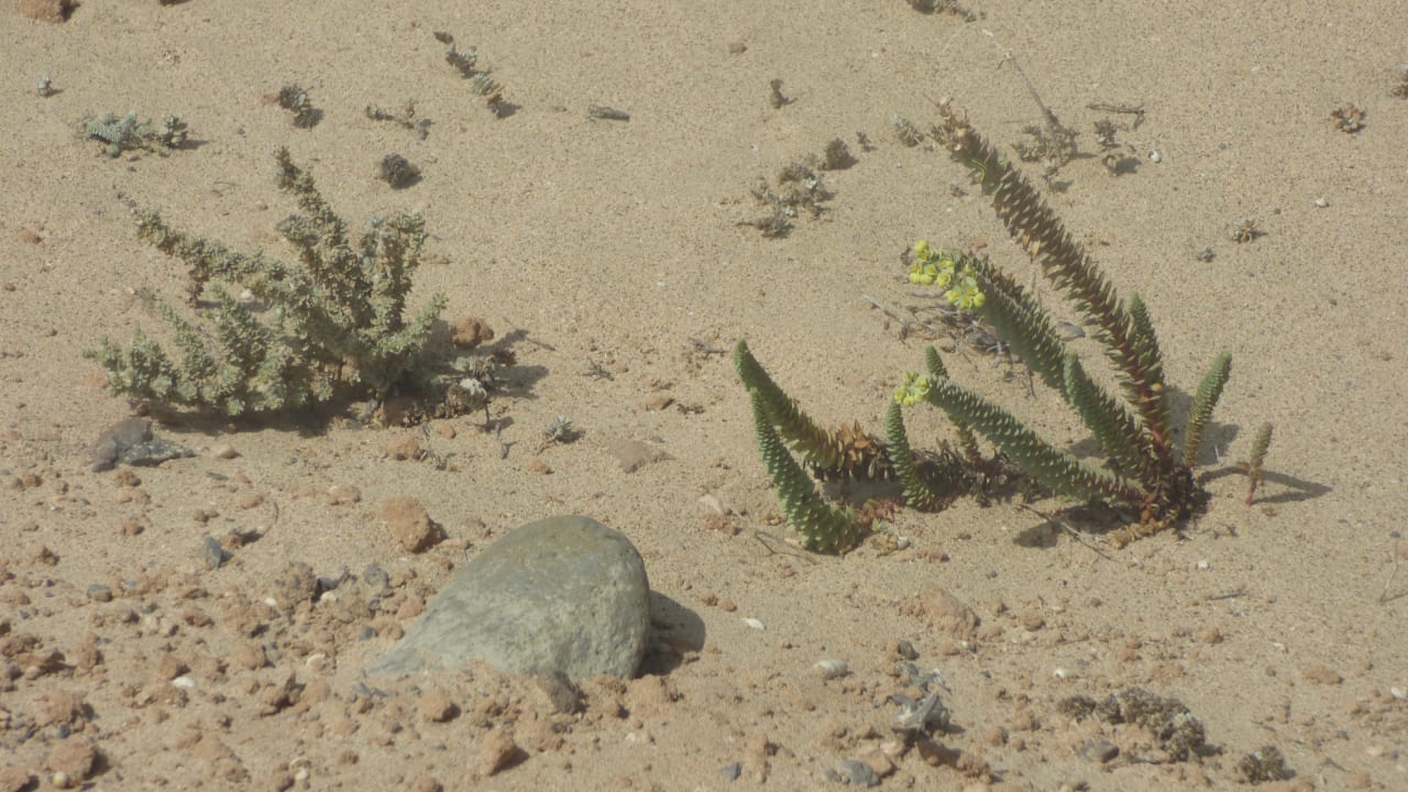 Sonstiges Bakour Fuerteventura La Pared