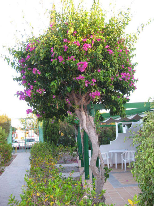 Wunderschöne Gartenanlage Bungalows Cordial Sandy Golf