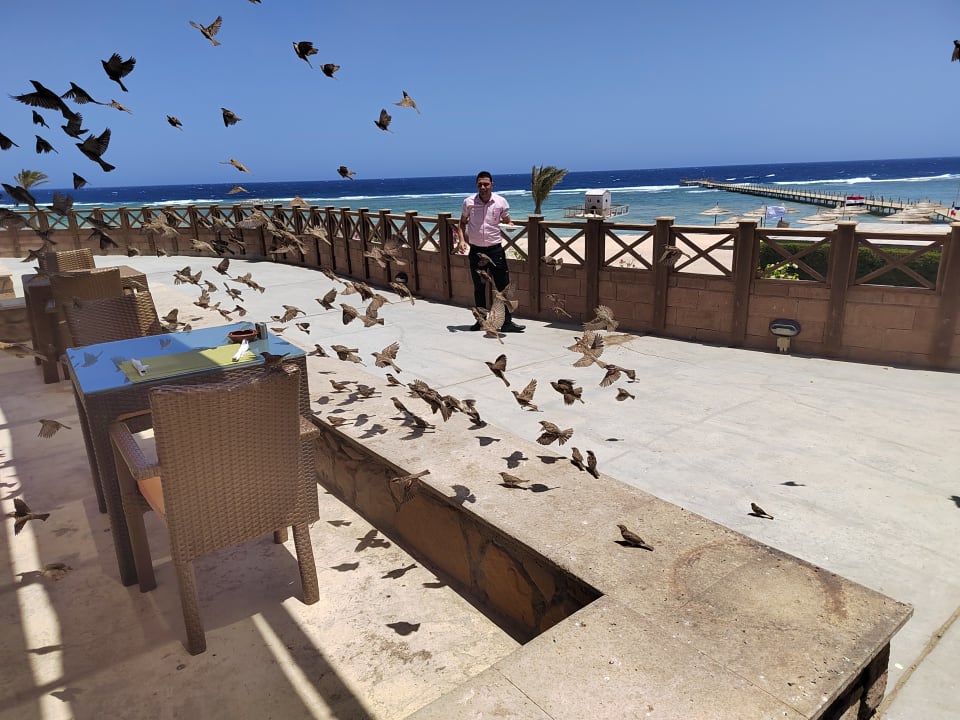 Gastro Novotel Marsa Alam Beach Resort