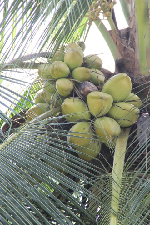 Kokosnuss Hotel Lanka Princess Ayurveda