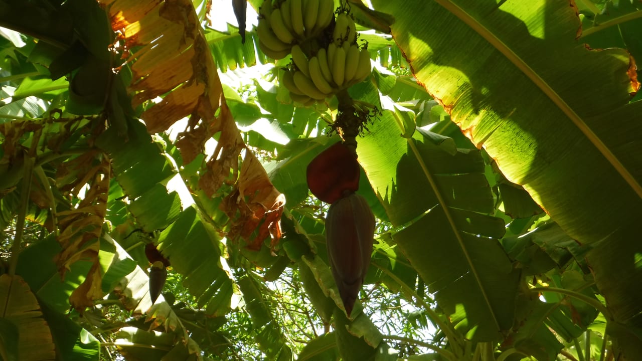 Gartenanlage Makadi Spa - Adults only