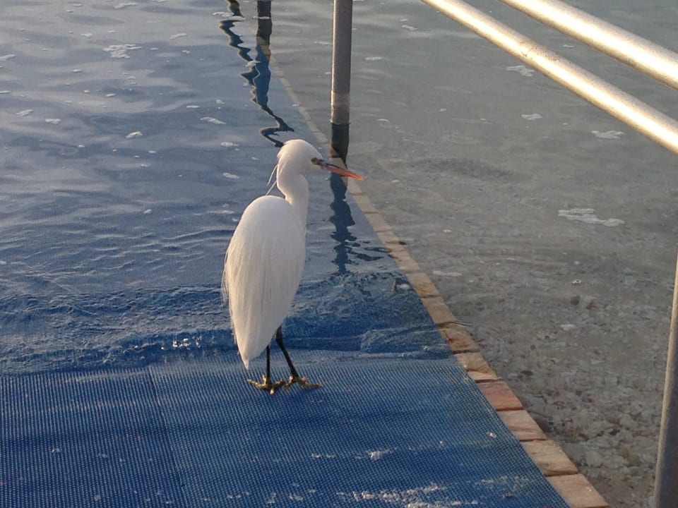 Tgl. Besuch Steigenberger Coraya Beach - Adults only