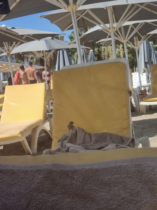 Strand Hotel Royal Garden Beach