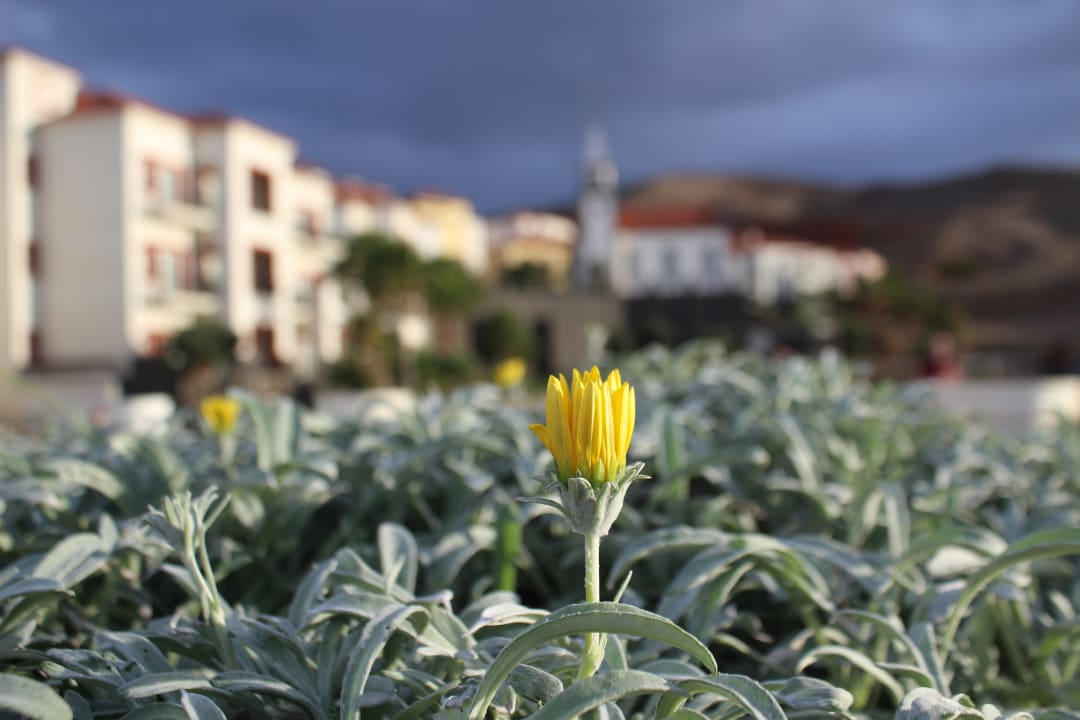 Gartenanlage Dreams Madeira Resort & Spa