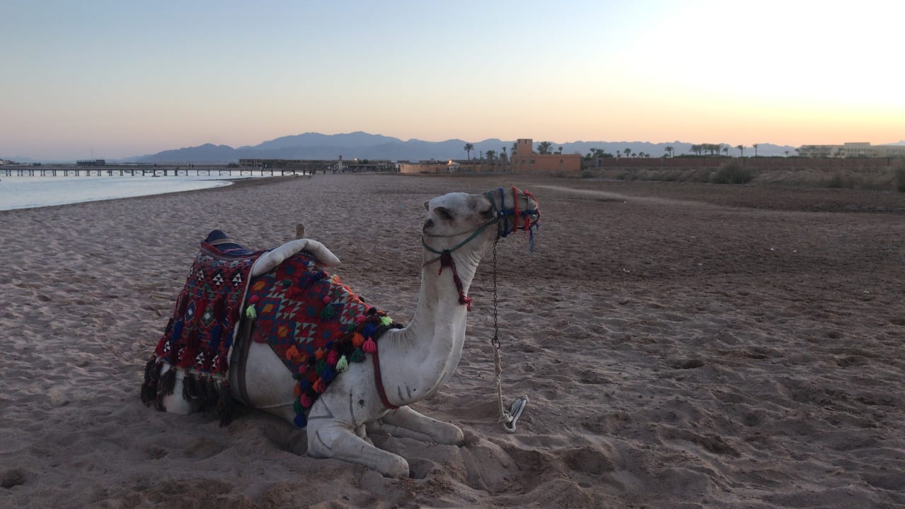 Strand Sentido Caribbean World Soma Bay