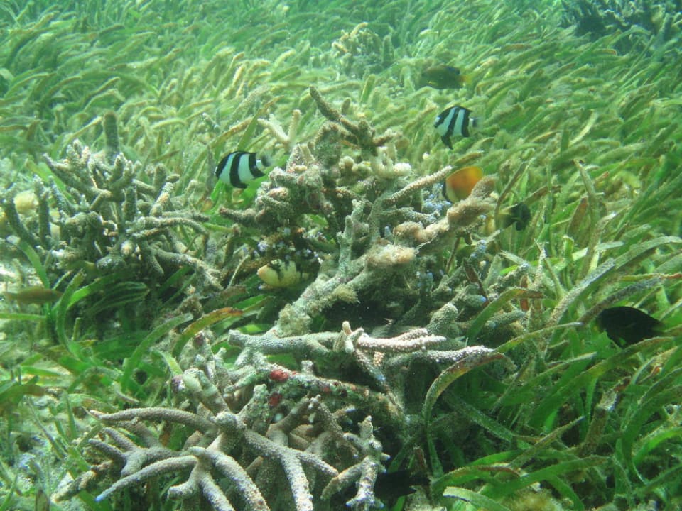 Fische Adaaran Select Hudhuran Fushi - Premium All Inclusive