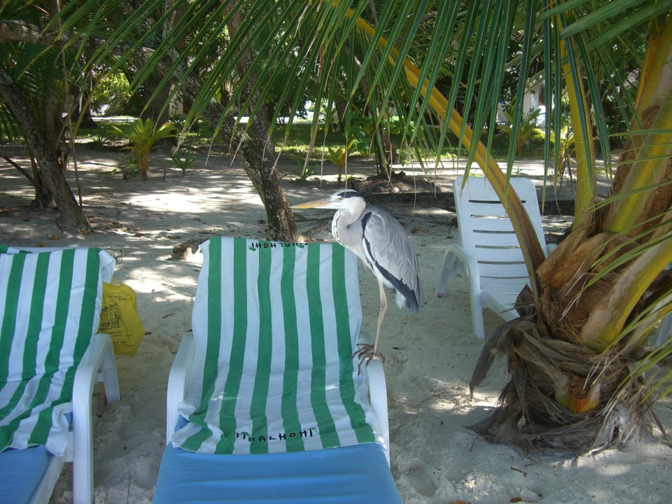 Strand Fihalhohi Maldives
