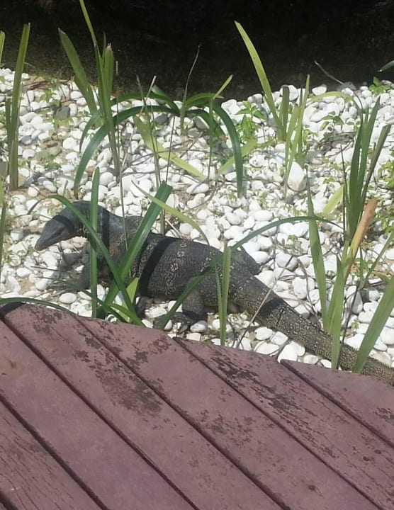 Besuch am Pool Khaolak Laguna Resort