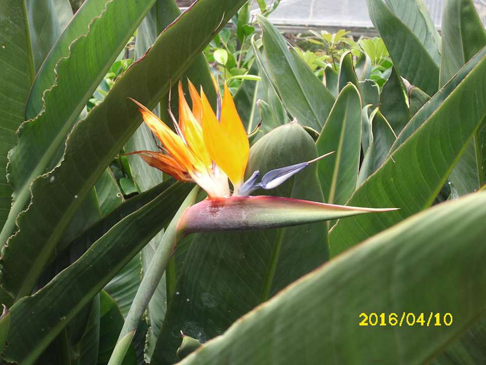 Papageienblume Bahia Principe Sunlight San Felipe