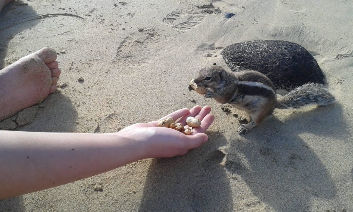 Steifenhörnchem Iberostar Waves Gaviotas Park
