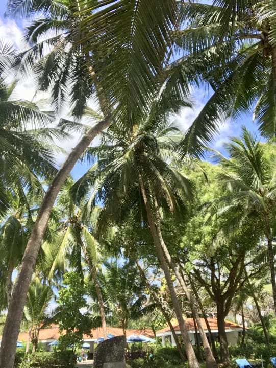 Gartenanlage Diani Sea Resort