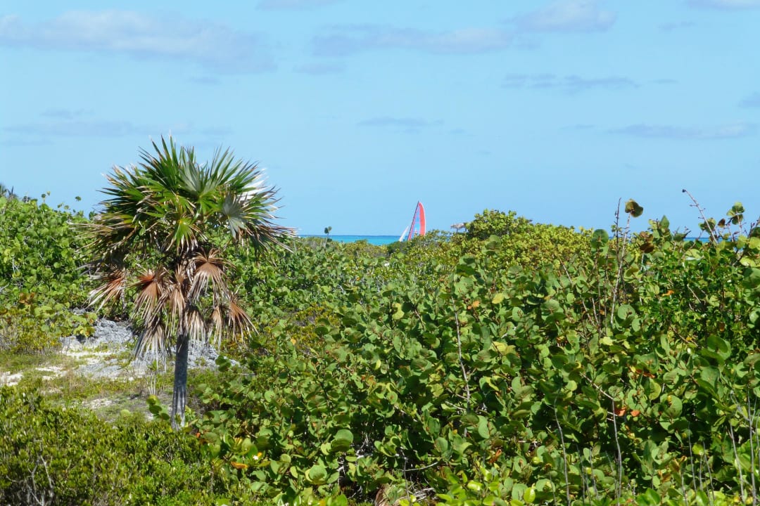 Blick vom Steg zum Strand Melia Las Dunas